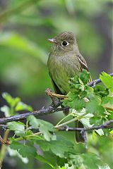 Western Flycatcher